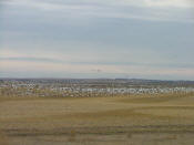 North Dakota geese