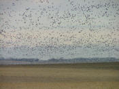 Thousands of geese in North Dakota