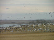 Waterfowl hunting land