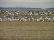 Geese in North Dakota