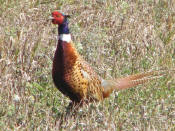 Pheasant in North Dakota